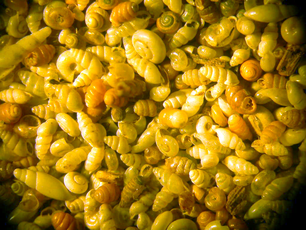 Scatolini